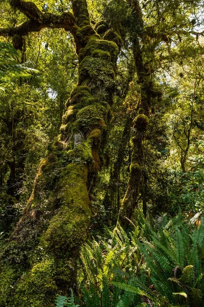 Tiro Vertical Uma Árvore Cercada Por Muitos Outros Floresta — Fotografia de Stock