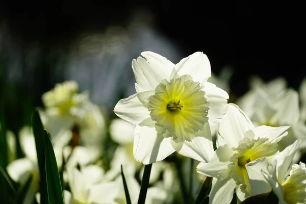 Tiro Close Belas Flores Narciso Branco Pétalas Fundo Borrado — Fotografia de Stock