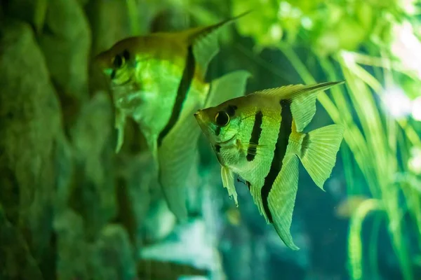 Δύο Χαριτωμένα Altum Angelfishes Στο Ενυδρείο — Φωτογραφία Αρχείου