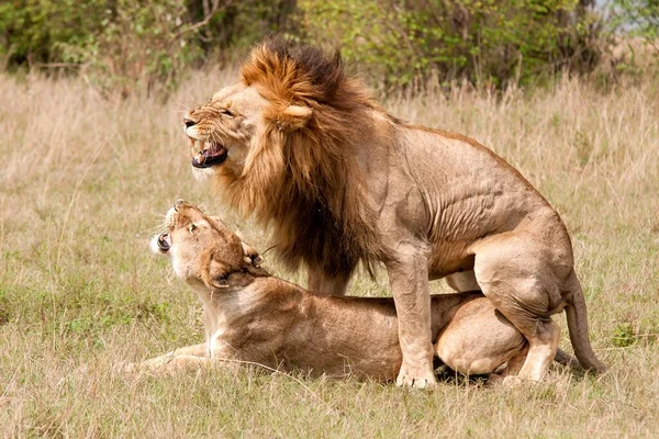 一只雄性狮子和雌性狮子在背景模糊的干草地上交配的浅浅的镜头 — 图库照片