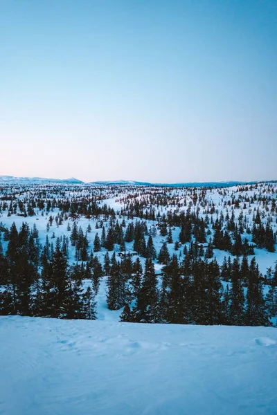 ノルウェーの雪に覆われたモミの木がたくさんある森の美しい景色 — ストック写真