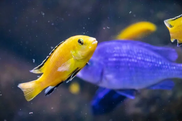 Malawi Blauer Delfin Und Kolibri Buntbarsch Aquarium — Stockfoto