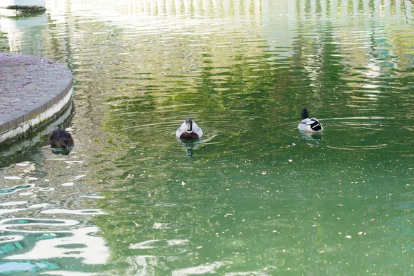 Plano Primer Plano Patos Nadando Lago Perfecto Para Fondo — Foto de Stock