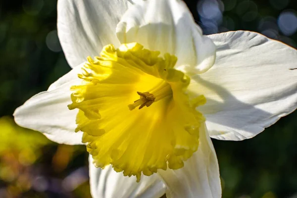 在模糊的背景下 一张美丽的白色花瓣水仙花的特写照片 — 图库照片