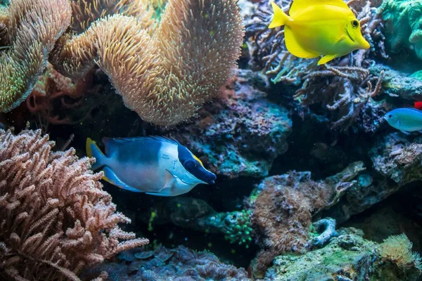 Жовтий Засмага Чудова Кролика Риба Плаває Біля Красивих Коралів — стокове фото
