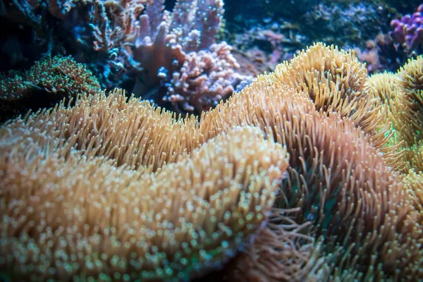 Підводний Знімок Актінових Коралів — стокове фото