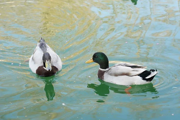 一张在湖中游泳的鸭子的高角度特写照片 完美的背景 — 图库照片