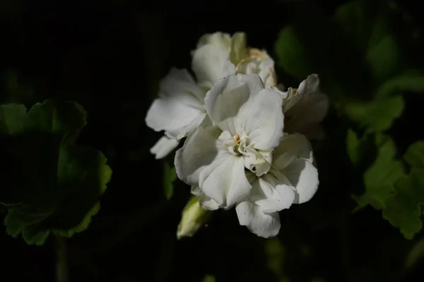 Closeup Selective Focus Shot White Flowers Greenery Background — Stock Photo, Image