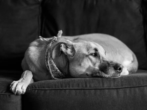 Сірий Знімок Собаки Спить Дивані — стокове фото