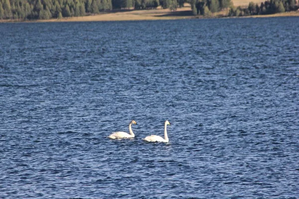 Weitwinkelaufnahme Zweier Weißer Schwäne Die Auf Dem Wasser Schwimmen — Stockfoto