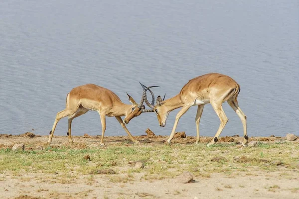 Deux Antilopes Battant Bord Lac Pendant Journée — Photo