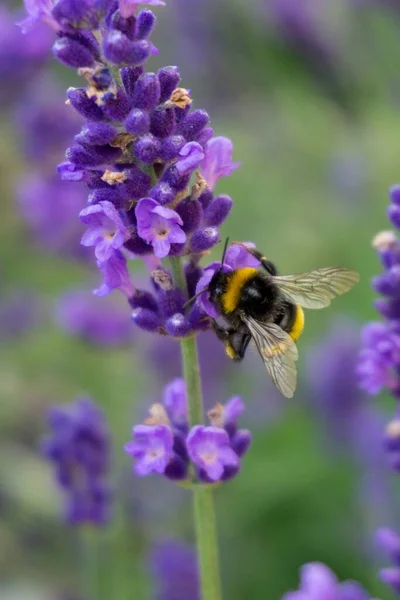 Gros Plan Vertical Bourdon Sur Une Fleur Lavande Pourpre — Photo