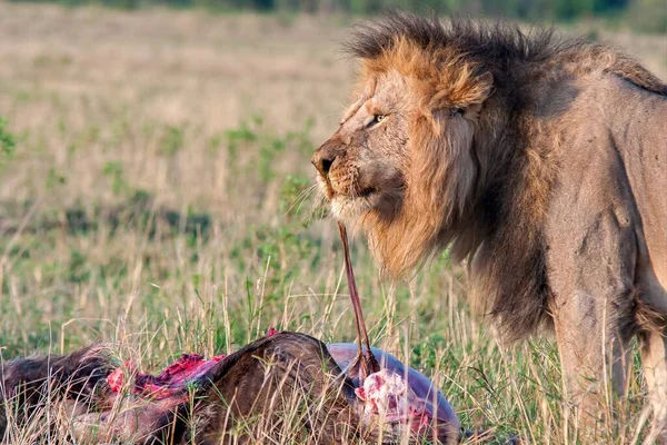 Tiro Foco Raso Leão Macho Comendo Animal Recém Morto Com — Fotografia de Stock