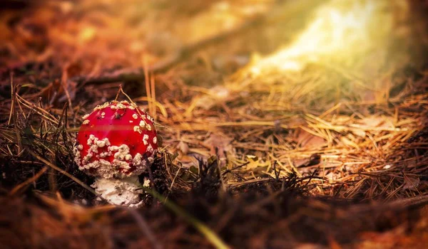 草丛生长在森林地面上的红色蘑菇 — 图库照片