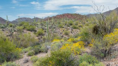 A beautiful scenery of different cacti and wildflowers in the Sonoran Desert outside of Tucson Arizona clipart