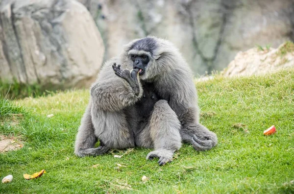 Gibbon Gris Assis Sur Herbe Verte Dans Zoo — Photo