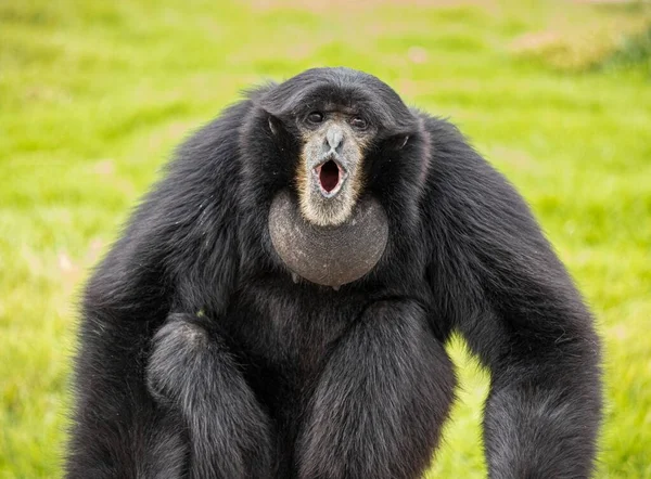 Μια Μαύρη Μαϊμού Ανοιχτό Στόμα Στο Γρασίδι — Φωτογραφία Αρχείου