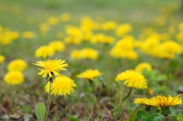 昼間の花畑のタンポポの花 — ストック写真