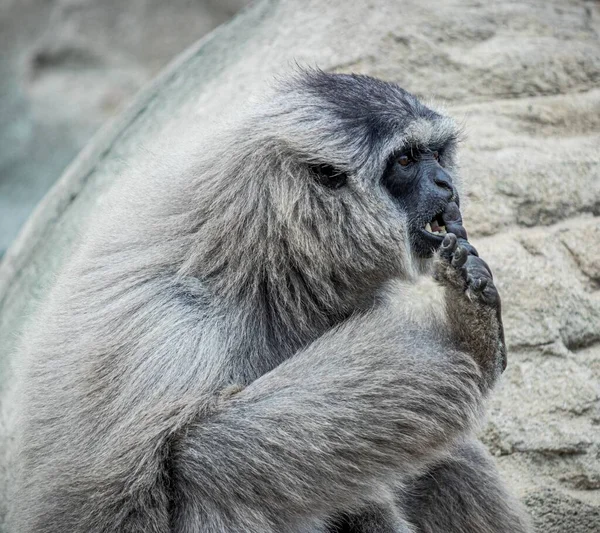 Ein Grauer Gibbon Sitzt Auf Dem Boden Zoo — Stockfoto