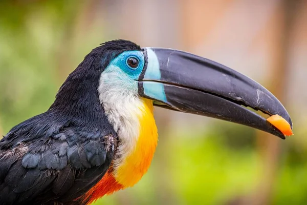 Tucano Preto Branco Laranja Com Bico Longo — Fotografia de Stock