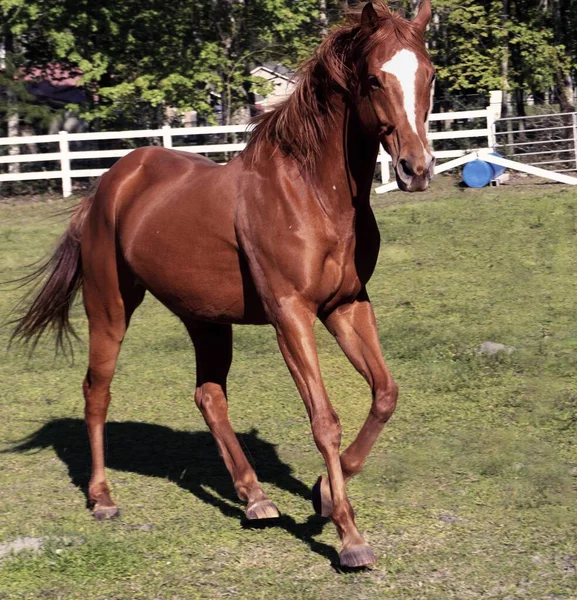 Beau Cheval Brun Qui Court Dans Vert Pâturage — Photo