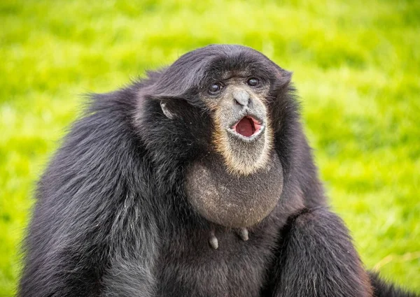 Mono Negro Con Boca Abierta Hierba —  Fotos de Stock