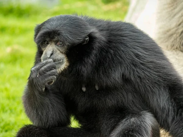 Ein Schwarzer Affe Sitzt Auf Dem Gras Zoo — Stockfoto