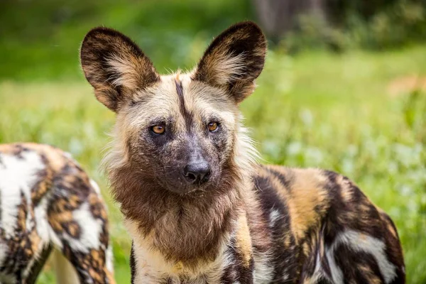 Primo Piano Selettivo Cane Africano Selvatico Maculato Campo Erboso Verde — Foto Stock