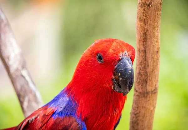 Cabeça Papagaio Vermelho Azul Lado Galho Árvore — Fotografia de Stock