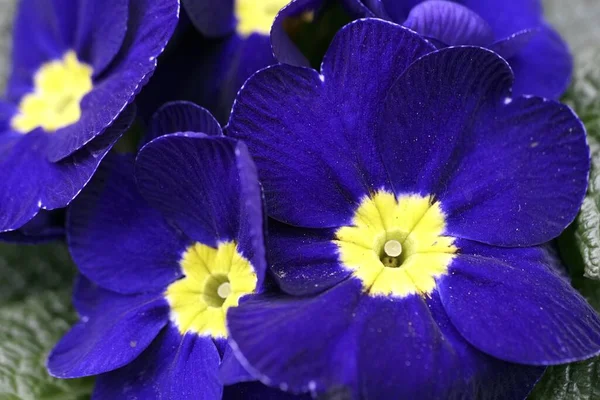 Closeup Selective Focus Shot Purple Yellow Flowers Greenery Background — Stock Photo, Image