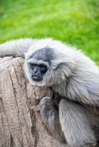 Gibbon Assis Sur Herbe Verte Pendant Journée — Photo