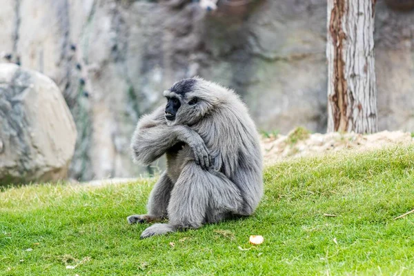 Gibbon Gris Assis Sur Herbe Derrière Grands Rochers — Photo