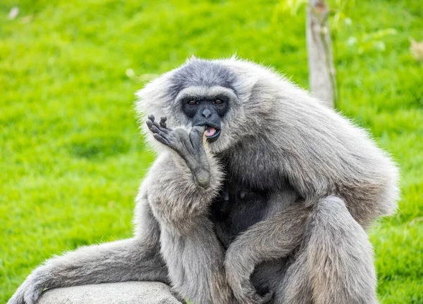 一条灰色的长臂猿白天坐在草地上 — 图库照片