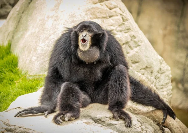 Ein Schwarzer Affe Mit Offenem Maul Sitzt Auf Einem Stein — Stockfoto