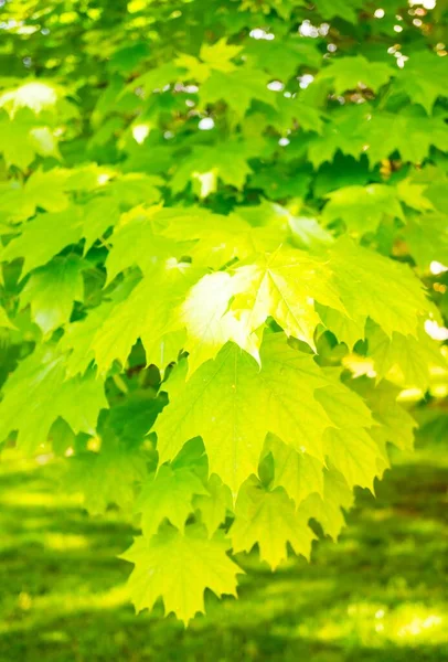 Primer Plano Las Hojas Verdes Árbol Jardín Brillando Bajo Los — Foto de Stock