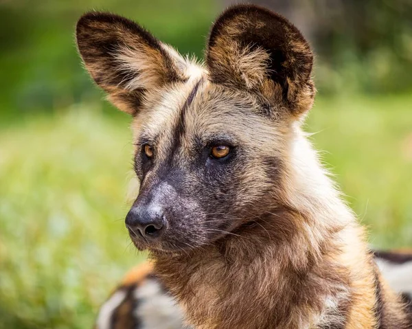 Selektywne Zbliżenie Ujęcia Dzikiego Afrykańskiego Psa Zielonym Trawiastym Polu — Zdjęcie stockowe