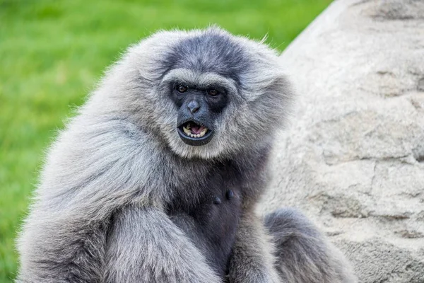 Primo Piano Gibbone Grigio Sull Erba Verde — Foto Stock