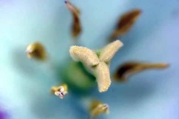 Primer Plano Enfoque Selectivo Una Flor Azul Con Vegetación Fondo —  Fotos de Stock