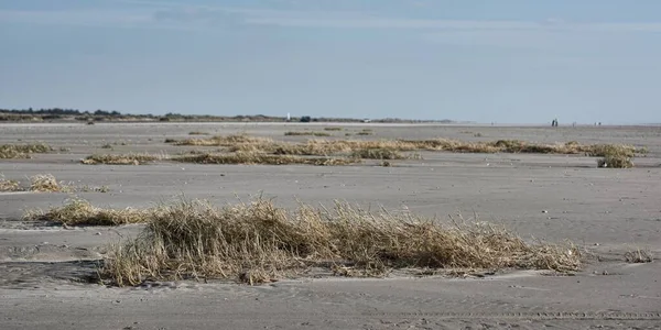 Veel Struiken Droog Gras Een Zandgebied Aan Zee — Stockfoto