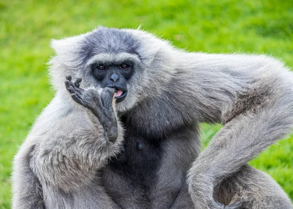 Primo Piano Gibbone Grigio Sull Erba Verde — Foto Stock