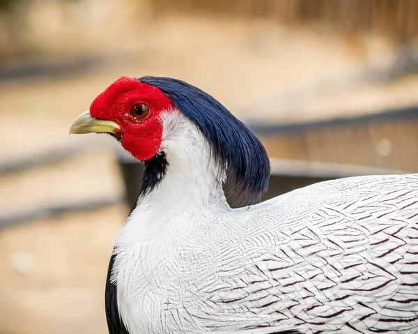 Detailní Záběr Bílého Ptáka Červenou Hlavou Černým Peřím Temeni Hlavy — Stock fotografie