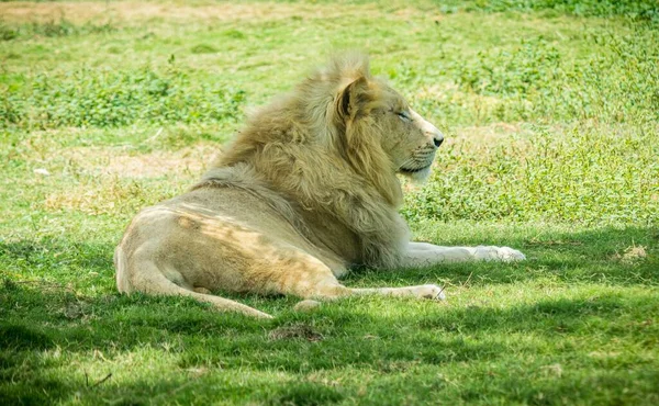 Ein Männlicher Löwe Der Sich Tagsüber Auf Das Gras Legt — Stockfoto
