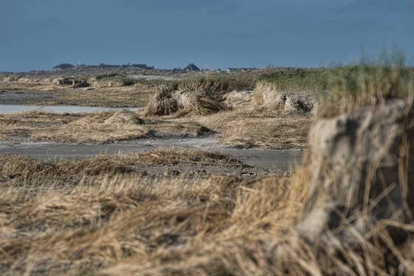 Багато Кущів Сухої Трави Піщаному Районі Біля Моря — стокове фото