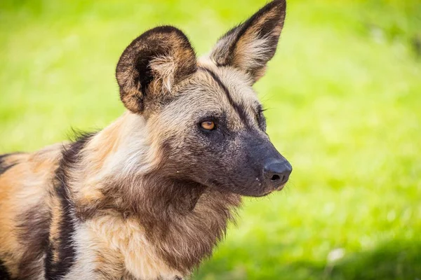 Selektywne Zbliżenie Ujęcia Dzikiego Afrykańskiego Psa Zielonym Trawiastym Polu — Zdjęcie stockowe