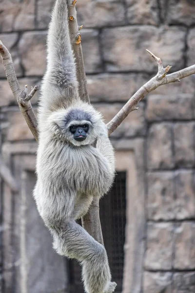 Grå Gibbon Hänger Ett Träd Bakom Stenmur — Stockfoto