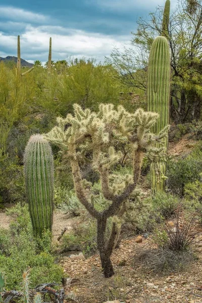 Hermoso Paisaje Diferentes Cactus Flores Silvestres Desierto Sonora Fuera Tucson —  Fotos de Stock