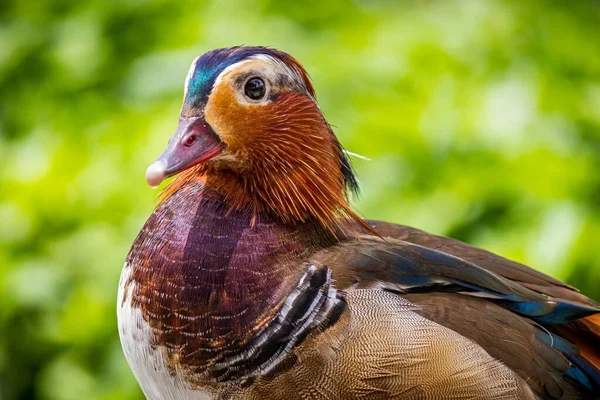 A closeup shot of a duck with multiple colors behind a green background