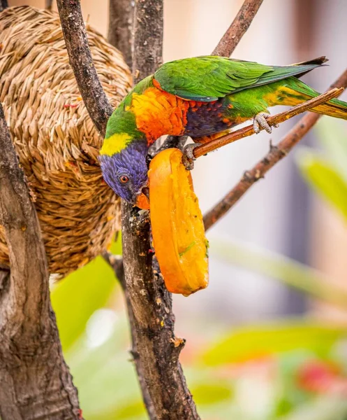 Eine Vertikale Aufnahme Eines Papageis Mit Mehreren Farben Auf Einem — Stockfoto