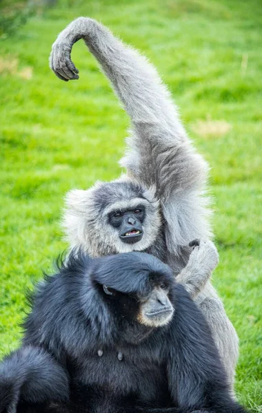 Disparo Vertical Gibón Mono Negro Rodeado Hierba — Foto de Stock