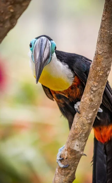 Tucano Com Várias Cores Bico Longo — Fotografia de Stock